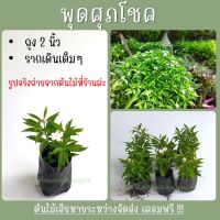 ?5ต้น25บ? ต้นพุดศุภโชค ถุงชำ2" สูง15-20ซม รากเต็มถุง ไม้ประดับ ไม้ทำรัั่ว ออกดอกสีขาวตลอดปี  ประกันเสียหาย