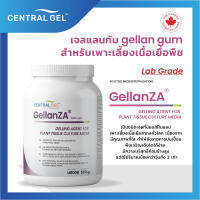 (Gellan Gum) เจลแลนกัม สำหรับเพาะเลี้ยงเนื้อเยื่อพืช GellanZA