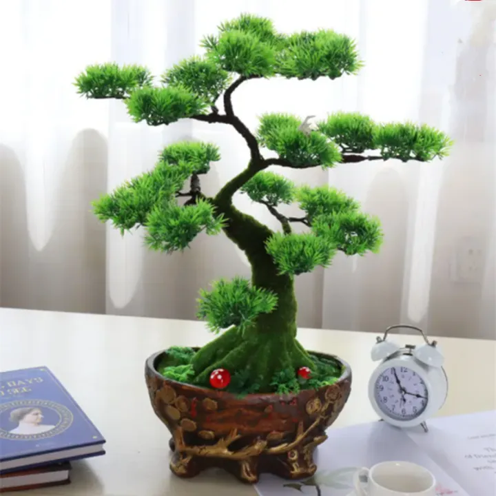 Good Quality Rare Podocarpus Tree Seeds for Sale Bonsai Seeds for