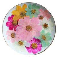 Dried Flowers Dyed Cosmos For Glass Cup Decoration Wholesales Free Shipment 120 Pcs
