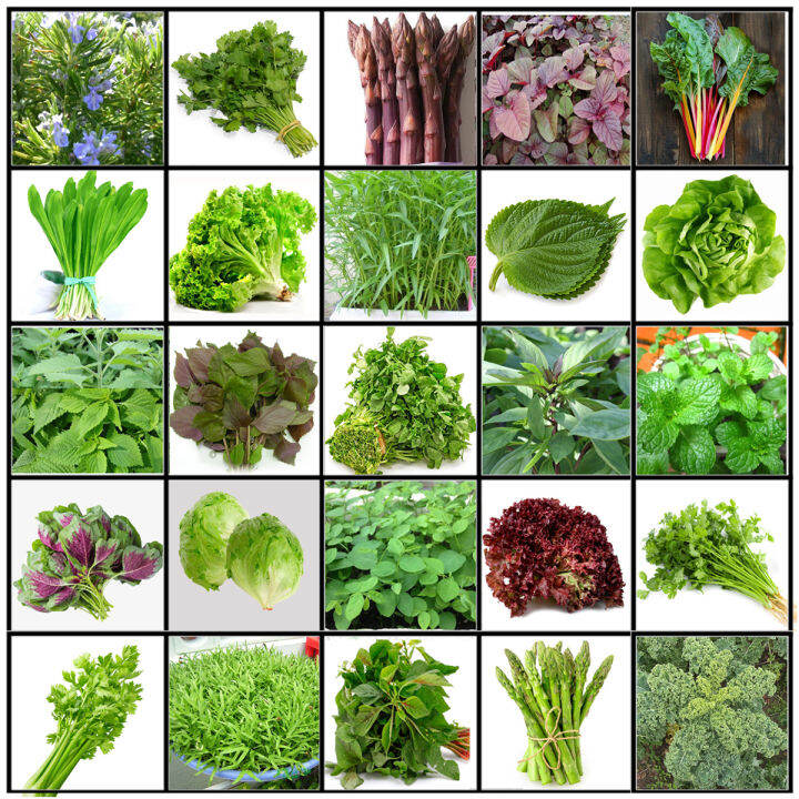 Hạt giống Rau Ăn Lá, Chịu Nhiệt, Trồng Quanh Năm, Dễ Trồng, Năng Suất ...