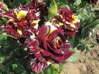 30 เมล็ด เมล็ดพันธุ์ กุหลาบ Dragon Rose Seed สี แดง-เหลือง ดอกใหญ่ นำเข้าจากต่างประเทศ Garden Seeds