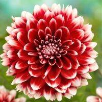 1 หัว/ออเดอร์ รักเร่ Dahlia สายพันธุ์ Red Fubuki หัวรักเร่ ดอกไม้ หัวหน่อ เหง้า นำเข้า เนเธอร์แลน หัวสดใหม่