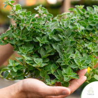 Treeno.9 siripiya03ออริกาโน่ (Oregano) ส่งต้นพุ่มใหญ่มาก กระถาง 8  นิ้ว  สมุนไพรฝรั่ง กลิ่นหอม ประโยชน์ดีต่อสุขภาพ (Herb)