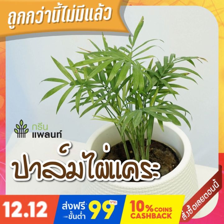 hot-ปาล์มไผ่แคระ-bamboo-palm-ฟอกอากาศ-ไม้ประดับมงคล-พร้อมกระถางดำ-4-นิ้ว-ส่งด่วน-พรรณ-ไม้-น้ำ-พรรณ-ไม้-ทุก-ชนิด-พรรณ-ไม้-น้ำ-สวยงาม-พรรณ-ไม้-มงคล