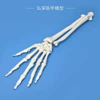 Hand bone ulna radial bone structure model of human upper limb wrist joint orthopedic medical teaching mold materials