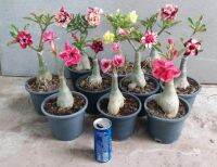 12 เมล็ด เมล็ดพันธุ์ ชวนชม สายพันธุ์ฮอลแลนด์ คละสี Adenium Seed กุหลาบทะเลทราย Desert Rose ราชินีบอนไซ อัตรางอก 80-90%