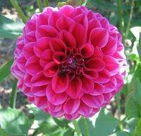 1 เหง้า/ชุุด รักเร่ Dahlia Bulb สายพันธุ์ Arthur Hambley หัวรักเร่ ดอกไม้ หัวหน่อ เหง้า นำเข้า เนเธอร์แลน หัวสดใหม่