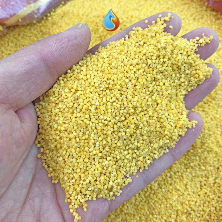 Black bird feed, barnyard grass, millet, yellowbird, budgerigar, yellow