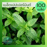 [100เมล็ด] เมล็ดเปเปอร์มิ้นท์ เมล็ดพันธุ์ เปเปอร์มิ้นท์ เปปเปอร์มินท์ เมล็ดมิ้นท์ Peppermint มิ้นท์