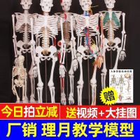 Human body skeleton model frame small white body spinal simulation medical anatomy structure skeleton spine childrens toys