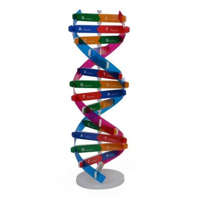 ♀☃☈ โมเดลโครงสร้างยีนส์ DNA มนุษย์ อุปกรณ์สำหรับการเรียนการสอนวิทยาศาสตร์