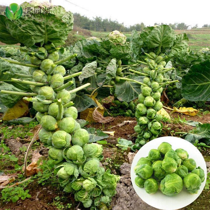 Spore cabbage seed holding seed holding cabbage bud cabbage cabbage