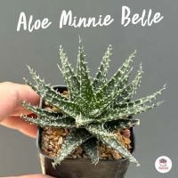 อโลปลาดาว Aloe Minnie Belle ไม้อวบน้ำ กุหลาบหิน cactus&amp;succulentหลากหลายสายพันธุ์