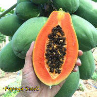 ปลูกง่าย ปลูกได้ทั่วไทย ของแท้ 100% 30pcs Maradol Papaya Seeds Fruit Tree Plant Health Fruits Seeds พันธุ์ไม้ผล เมล็ดพันธุ์ บอนไซ ต้นผลไม้ ต้นไม้ตกแต่ง ต้นไม้มงคล ต้นไม้ฟอกอากาศ Plants Seeds for Home &amp; Garden