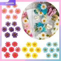 YESMILE 12PCS/Bag ลดกระหน่ำ แต่งหน้า เรซิน เดซี่ดอกไม้ประดิษฐ์ การทำเครื่องประดับ กด ศิลปะ