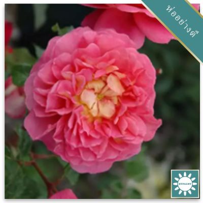 30 เมล็ด เมล็ดพันธุ์ กุหลาบ มอญ สีชมพู pink damask Rose Seeds ดอกใหญ่ ดอกหอม นำเข้าจากต่างประเทศ พร้อมคู่มือ เมล็ดสด ใหม่