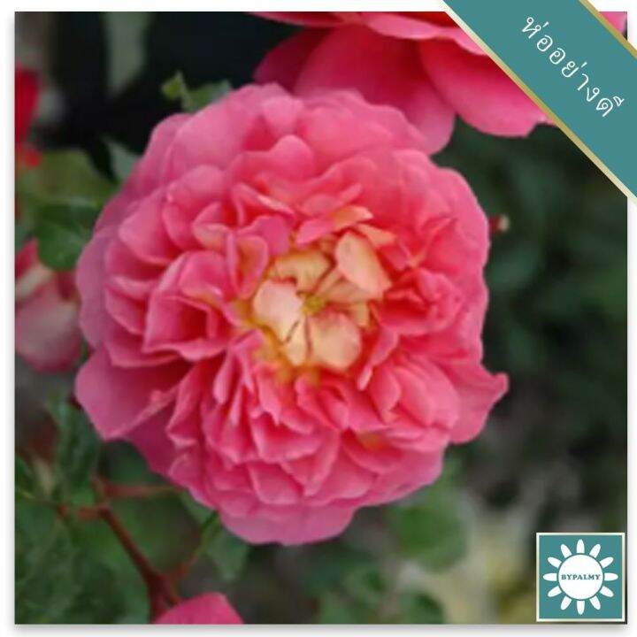 30-เมล็ด-เมล็ดพันธุ์-กุหลาบ-มอญ-สีชมพู-pink-damask-rose-seeds-ดอกใหญ่-ดอกหอม-นำเข้าจากต่างประเทศ-พร้อมคู่มือ-เมล็ดสด-ใหม่