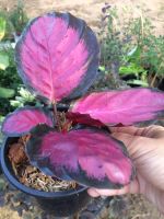 คล้าคริมสัน (Calathea Crimson) เป็นไม้มงคล ใบสวย หายาก น่าสะสม ใบมีสีชมพูขอบใบดำออกน้ำตาลเข้ม ชอบแดดรำไร น้ำปานกลาง กระถาง5นิ้ว