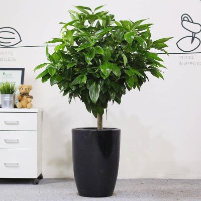 [COD] Large-scale plant safe tree potted living room evergreen office green indoor free shipping