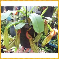 ( PRO+++ ) โปรแน่น.. หม้อข้าวหม้อแกงลิง สายพันธุ์ Nepenthes truncata ยาว แถมฟรีลวดแขวง ราคาสุดคุ้ม พรรณ ไม้ น้ำ พรรณ ไม้ ทุก ชนิด พรรณ ไม้ น้ำ สวยงาม พรรณ ไม้ มงคล