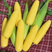 เมล็ดพันธุ์ ข้าวโพดหวาน จูบิลี่ไฮบริด Jubilee Hybrid Sweet Corn F1 Seed 20 เมล็ด คุณภาพดี ราคาถูก ของแท้ 100%