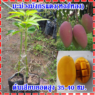 1 ต้น ต้นพันธุ์มะม่วงมังกรแดง(Reddragon Mango) หรือมะม่วงพันธุ์หงส์หลง ต้นเสียบยอดสูง 35-40 ซม.จัดส่งพร้อมถุงเพาะชำ
