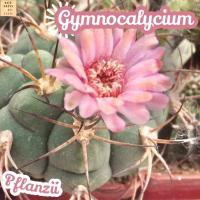 [ยิมโน แฟลนซิอาย] Gymnocalycium Pflanzii ยิมโนหนังช้าง ส่งพร้อมกระถาง แคคตัส Cactus Succulent Haworthia Euphorbia ไม้หายาก พืชอวบน้ำ พืชทะเลทราย พืชทนแล้ง