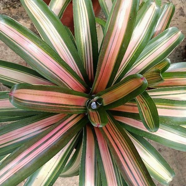 Bromeliad Neoregelia 'YANG' EXOTIC MULTICOLORED PLANT (SAYANG) EASY