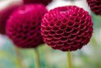 1 หัว/ออเดอร์ รักเร่ Dahlia สายพันธุ์ Pompon หัวรักเร่ ดอกไม้ หัวหน่อ นำเข้า เหง้า เนเธอร์แลน หัวสดใหม่