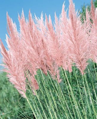 100 เมล็ดหญ้า หญ้าภูเขา หญ้าแพมพัส Pampas grass แปมปัส นำเข้าจาก USA อัตราการงอก 80-85%.