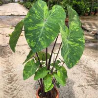 ( PRO+++ ) โปรแน่น.. Colocasia Lemon Lime Gecko โตสุดต้นใหญ่มากก สูงได้ถึง 3.5 เมตร บอนลายมะนาว สวยเด่น โตไวสุดๆ ใบใหญ่มาก ไม้สะสม ขยายพันธุ์ ราคาสุดคุ้ม พรรณ ไม้ น้ำ พรรณ ไม้ ทุก ชนิด พรรณ ไม้ น้ำ สวยงาม พรรณ ไม้ มงคล