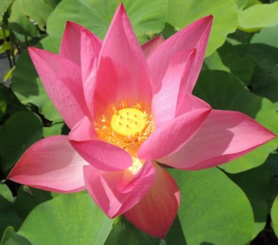 5 เมล็ด บัวนอก บัวนำเข้า บัวสายพันธุ์ Gorgeous &amp; Dependable LOTUS สีชมพู แดง สวยงาม ปลูกในสภาพอากาศประเทศไทยได้ ขยายพันธุ์ง่าย เมล็ดสด