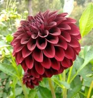 1 หัว/ออเดอร์ รักเร่ Dahlia สายพันธุ์ BLACK SATIN หัวรักเร่ ดอกไม้ หัวหน่อ เหง้า นำเข้า เนเธอร์แลน หัวสดใหม่