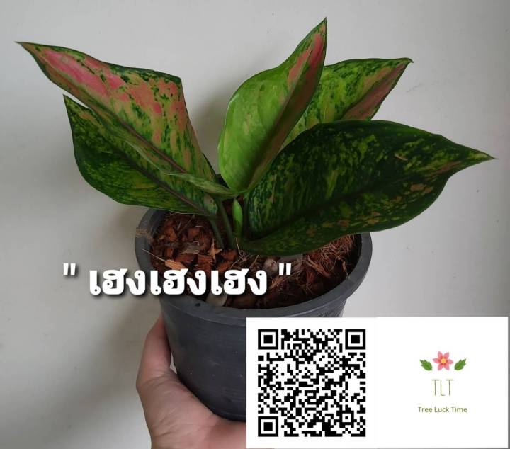 ต้นเฮงเฮงเฮง-aglaonema-sp-heng-heng-heng-เฮงเฮงเฮง-ไม้ประดับและไม้มงคล-บรรจุขนาด6