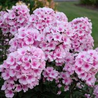 Phlox Paniculata Bright Eyes เมล็ดพันธุ์ดอกไม้ [ไม่ใช่พืช! เป็นเมล็ดพันธุ์] [คลังสินค้าจุด][ขายตรงจากโรงงาน][ของแท้อย่างเป็นทางการ][โปรโมชั่นลดราคา][50 เมล็ดพันธุ์][เมล็ดผลไม้][เมล็ดพันธุ์ผัก][อร่อยจัง][ปลอดภัย][คลังสินค้าจุด][ผลผลิต89%][ความดีงาม]