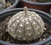 เมล็ดพันธุ์ ยิมโนจานบิน 20 เมล็ด กระบองเพชร แคคตัส Cactus Gymnocalycium ragonesei pink x white