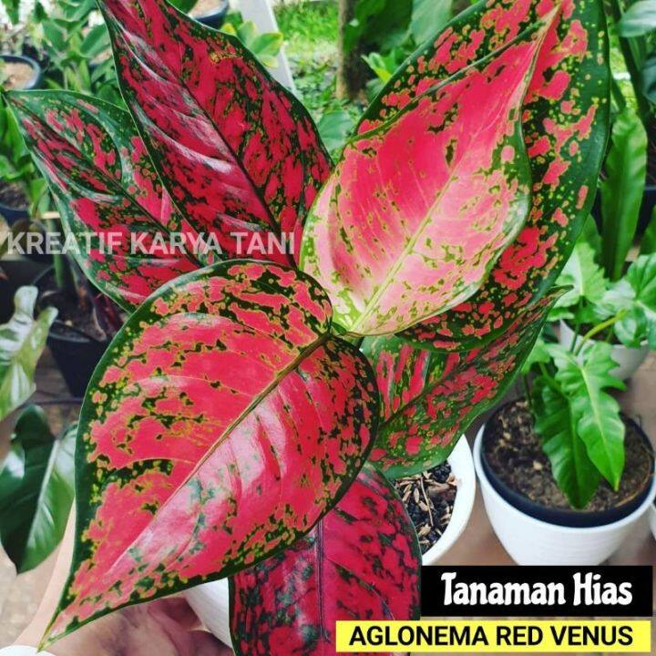 Tanaman Hias Aglonema Red Venus Aglonema Red Venus Lazada Indonesia