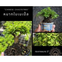 หมากเมเปิ้ล [Chinese Chastetree] ?บอนไซจิ๋ว กระถาง 3”