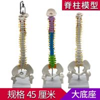 Human spine model 45 cm adult medical practice bonesetting cervical lumbar spine bone model skeleton model