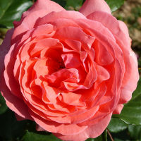 20 เมล็ด กุหลาบ นำเข้า Renaissance Rose Seeds สายพันธุ์ Amelia ดอกไม้สีส้มโอรส