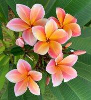 5 เมล็ด ลีลาวดี Frangipani , Pagoda Tree, Hawaii Plumeria สายพันธุ์ Imperial Crown Plumeria สีชมพู ต้นไม้มงคล ปลูกประดับเพิ่มพลังบวก