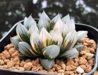 50 เมล็ดพันธุ์ เมล็ด ซักคิวเลนต์ หรือ ไม้อวบน้ำ กระบองเพชร ฮาโวร์เทีย (Haworthia) Succulent seeds อัตราการงอก 80-85%