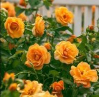 30 เมล็ด เมล็ดพันธุ์ Garden Seeds กุหลาบพวง Floribunda Rose Seeds สีส้ม ดอกหอม นำเข้าจากต่างประเทศ พร้อมคู่มือ เมล็ดสด ใหม่