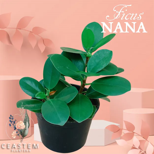 LUCKY Thailand Money Maker Plant Potted with cocopeat Lazada PH