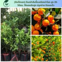 [ต้นไม้แยก] ต้นกล้าส้มจี๊ดเหลืองนำโชค สูง 20-50ซม. ให้ผลผลิตสูง ปลูกง่าย ติดผลเร็ว