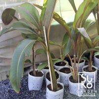 ต้นกล้วยแดงประดับ (Heliconia indica Lamarce Spectabilis) | ขนาด 45-90 ซม. | ไม้ประดับ | ขายในถุง