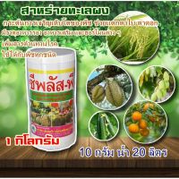 สาหร่ายทะเลผง ไซโตไคนิน #ซัน-ซีแพค #ซีพสัสพี (1.kg.)ช่วยการแบ่งเซลล์พืชและขยายเซลล์พืช แตกตาใบ แตกตาดอก ขยายผล