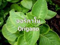 ออริกาโน่ เมล็ดพันธุ์ออริกาโน Oregano Seed บรรจุ 20 เมล็ด 10 บาท