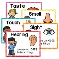 5 Pcs/set Five Senses A4 Posters Classroom Decoration Homeschool Supplies Educational School Poster